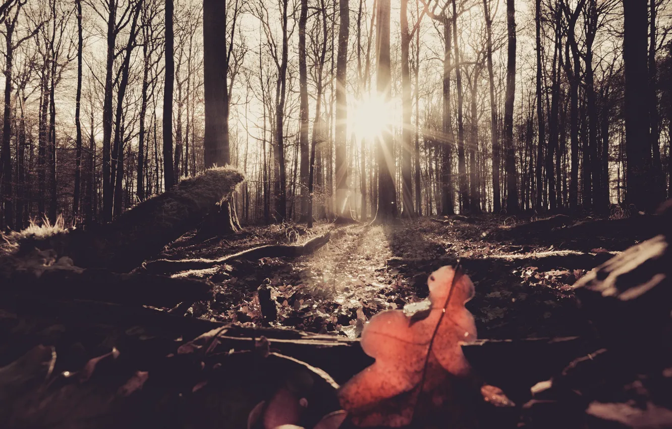 Photo wallpaper forest, light, morning