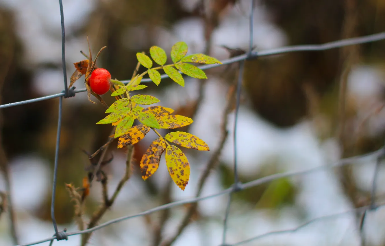 Photo wallpaper red, autumn, fruit, leaf, twig, Wild rose