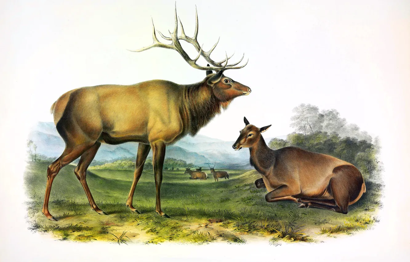 Photo wallpaper Picture, Horns, Deer, John James Audubon, John James Audubon, American animal artist, American Deer, American …