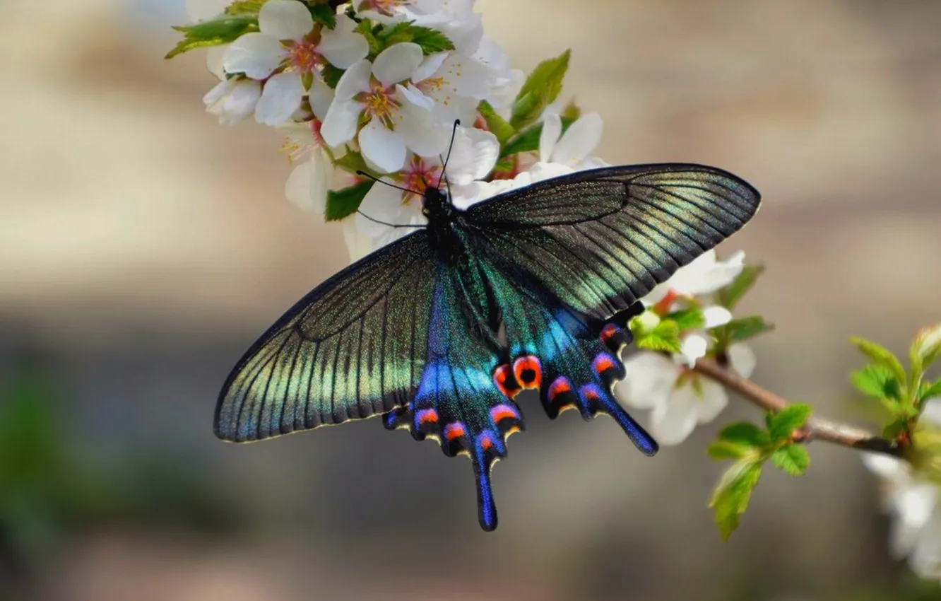 Photo wallpaper sprig, macro, butterfly, wings, beautiful, flowers, flowering, closeup