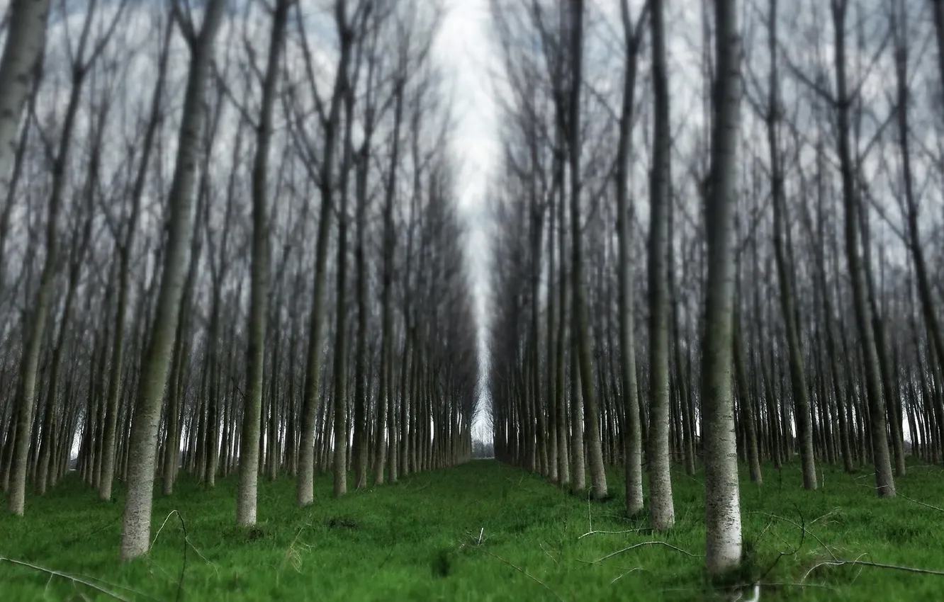 Photo wallpaper trees, landscape, nature