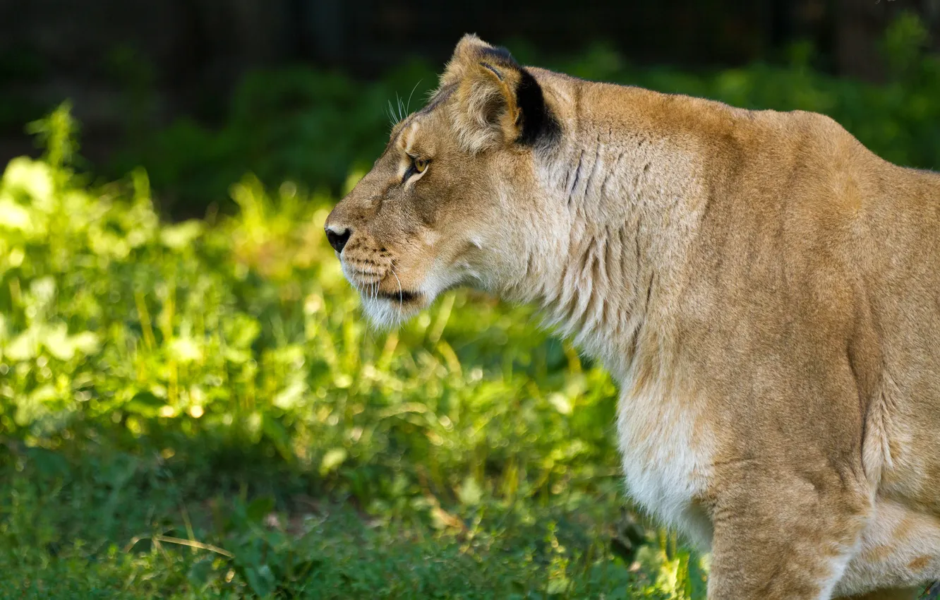 Photo wallpaper cat, look, profile, lioness