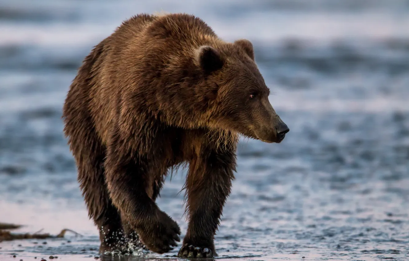 Photo wallpaper nature, background, bear