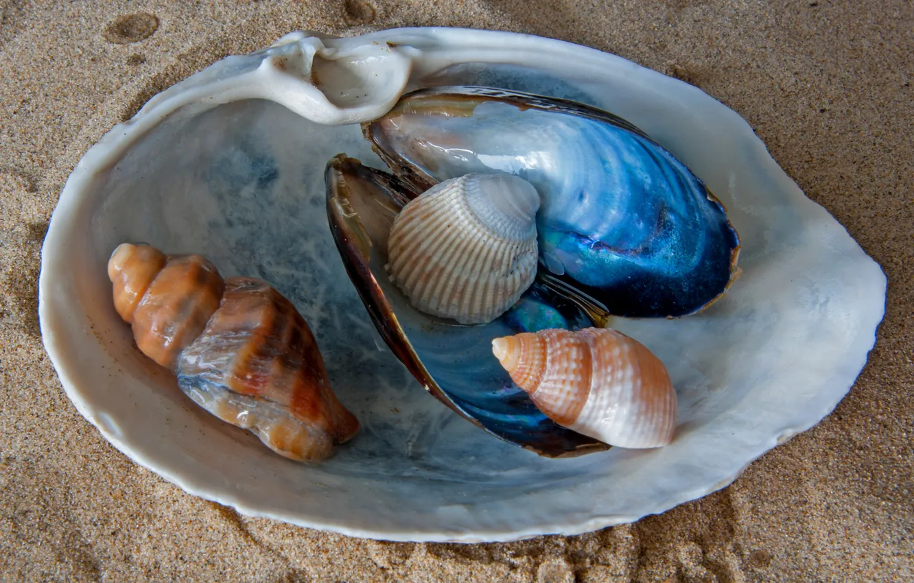 Photo wallpaper sand, sea, sink, shell