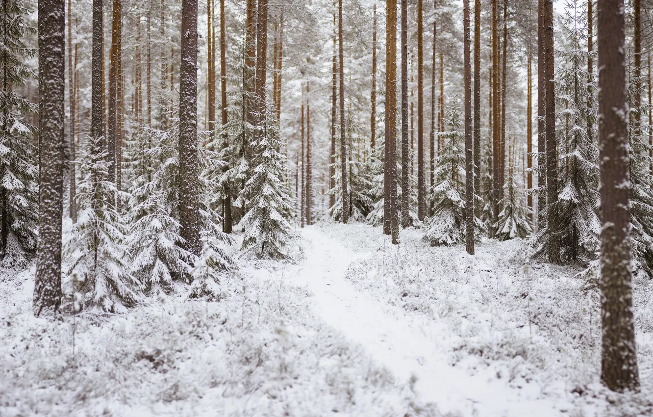 Photo wallpaper winter, forest, snow, trees, path