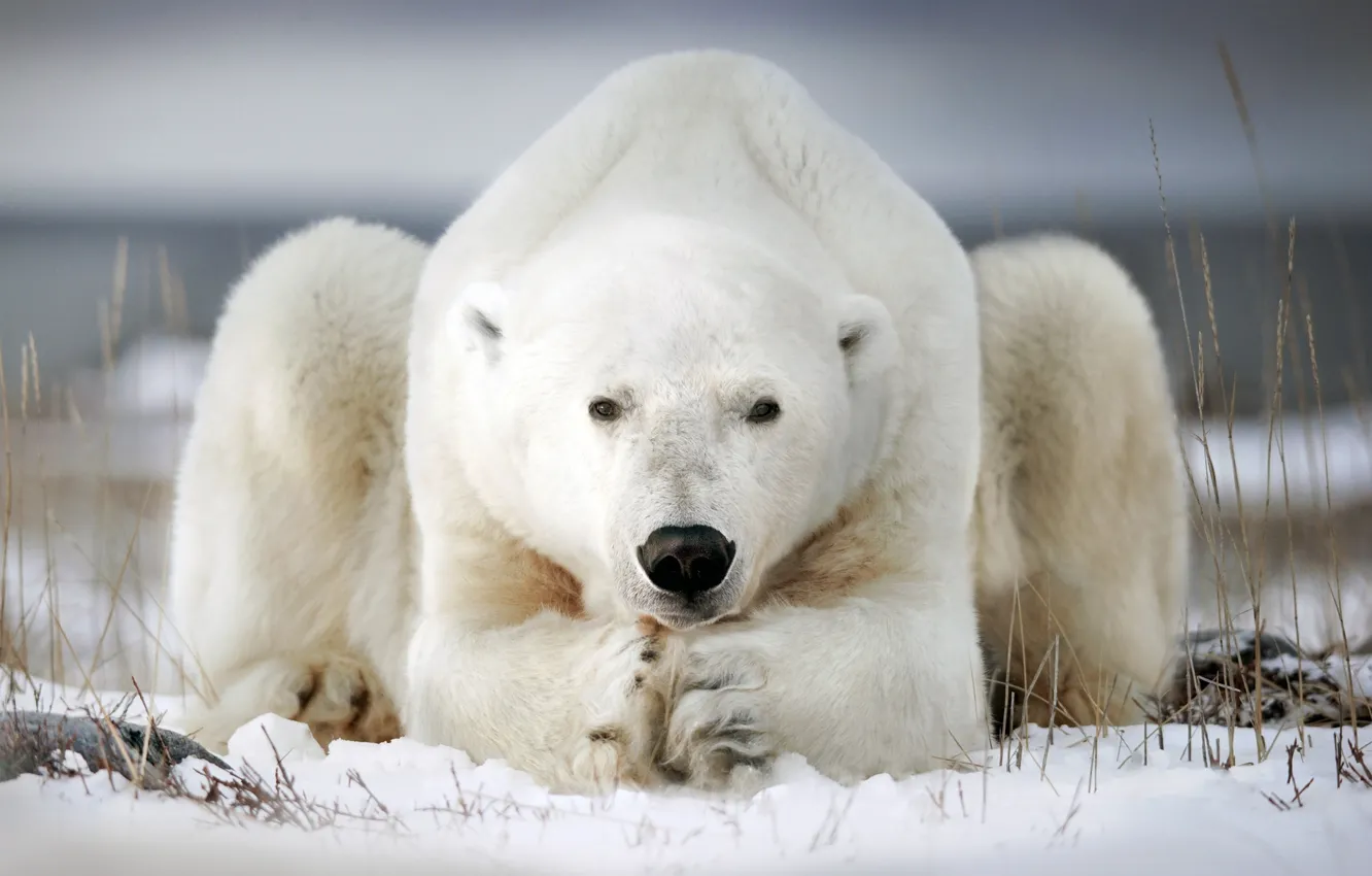 Photo wallpaper winter, snow, pose, polar bear