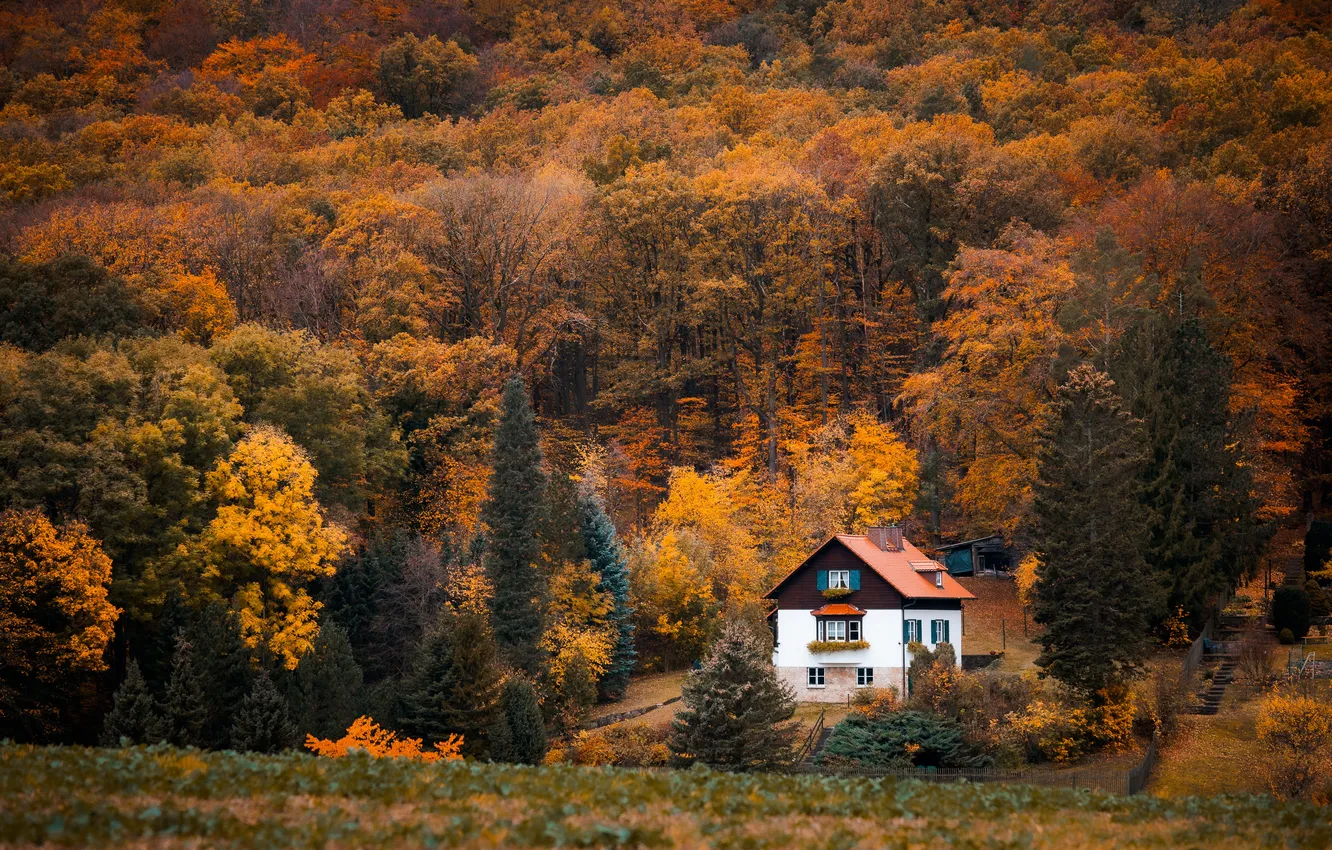 Photo wallpaper autumn, forest, trees, house