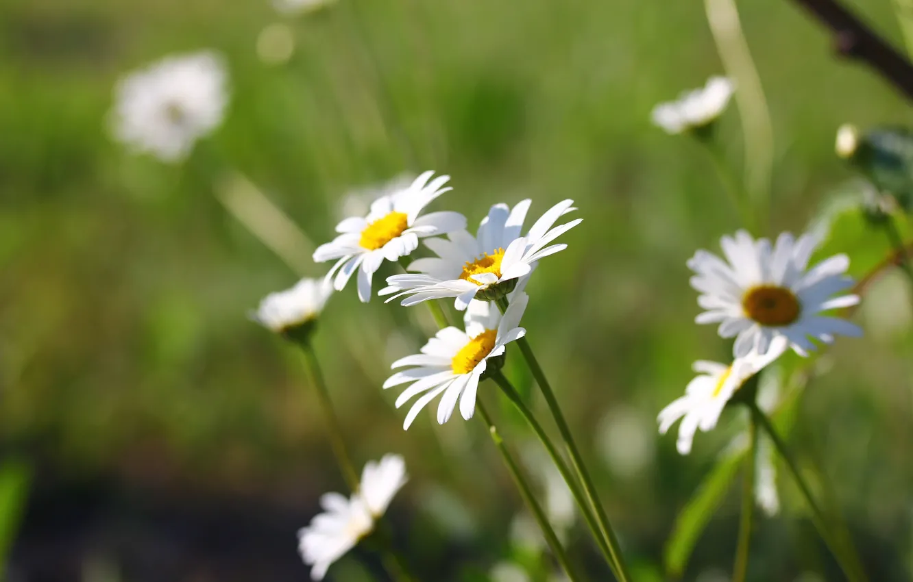Photo wallpaper flowers, background, chamomile