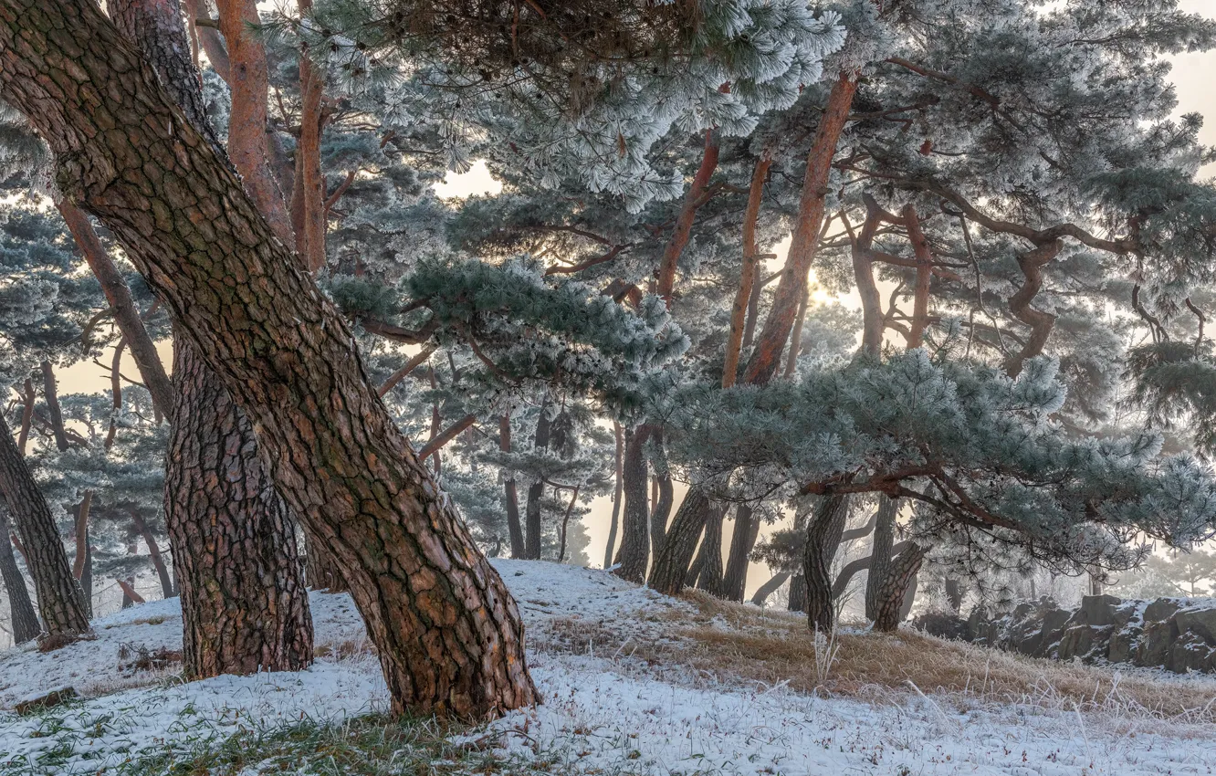 Photo wallpaper winter, frost, grass, trees, landscape, nature, Park, pine