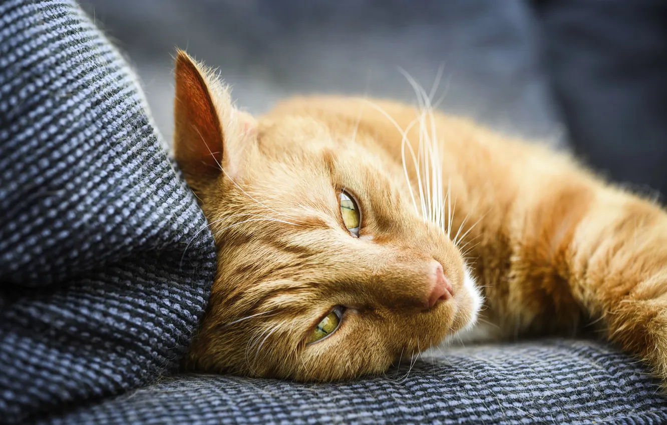 Photo wallpaper cat, cat, look, pose, sofa, portrait, lies, red