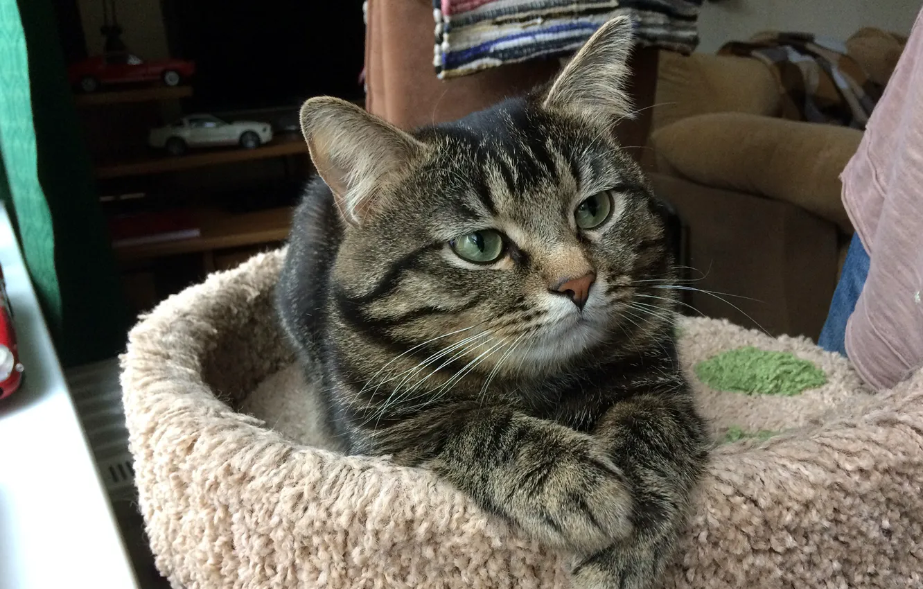 Photo wallpaper tabby cat, smart cat, good cat, kind cat, the cat thinks, kuzya the cat