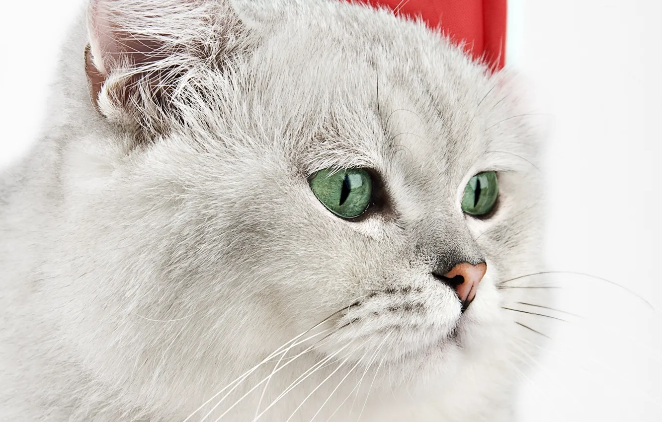 Photo wallpaper cat, muzzle, thick