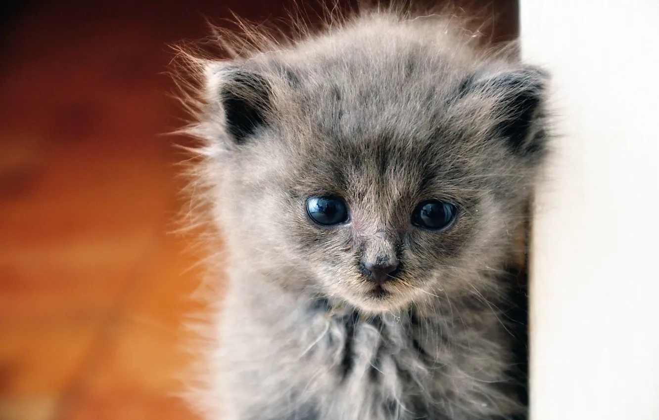Photo wallpaper eyes, fluffy, Kitty