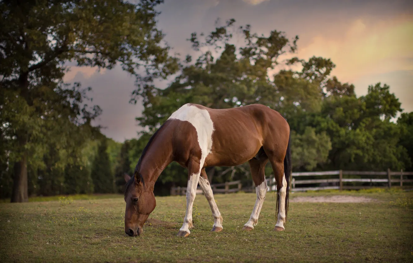 Photo wallpaper horse, horse, meadow