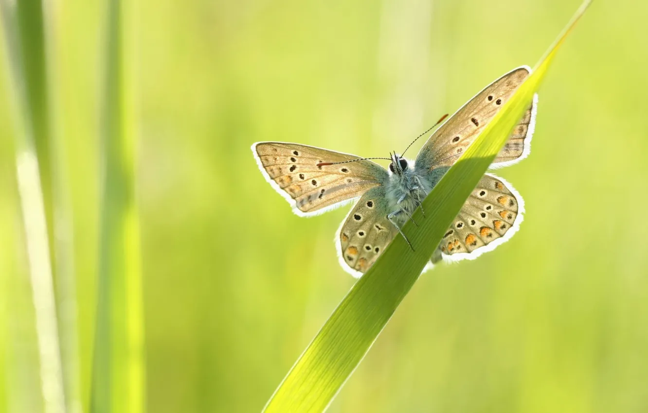 Photo wallpaper greens, grass, macro, grey, butterfly, wings, a blade of grass
