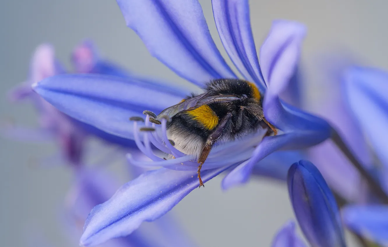 Photo wallpaper macro, bee, insect