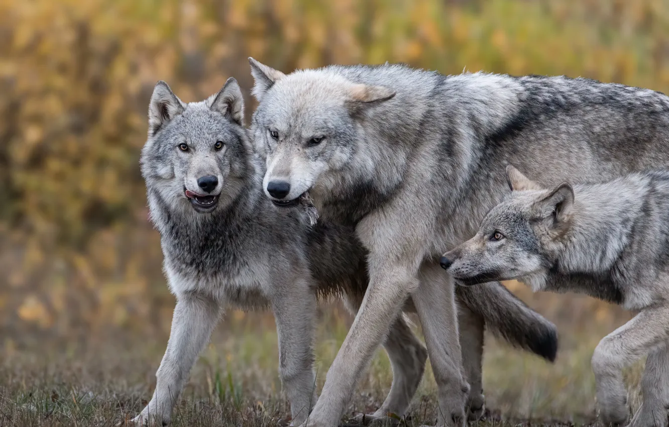 Photo wallpaper Predator, nature, animal, wolf, wildlife, portrait, portrait., Canis lupus. face