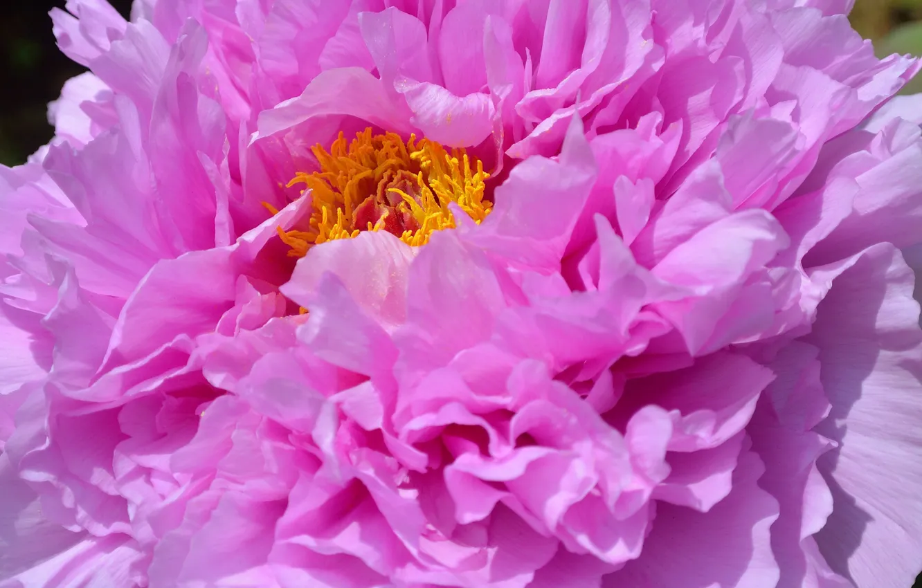 Photo wallpaper macro, pink, peonies