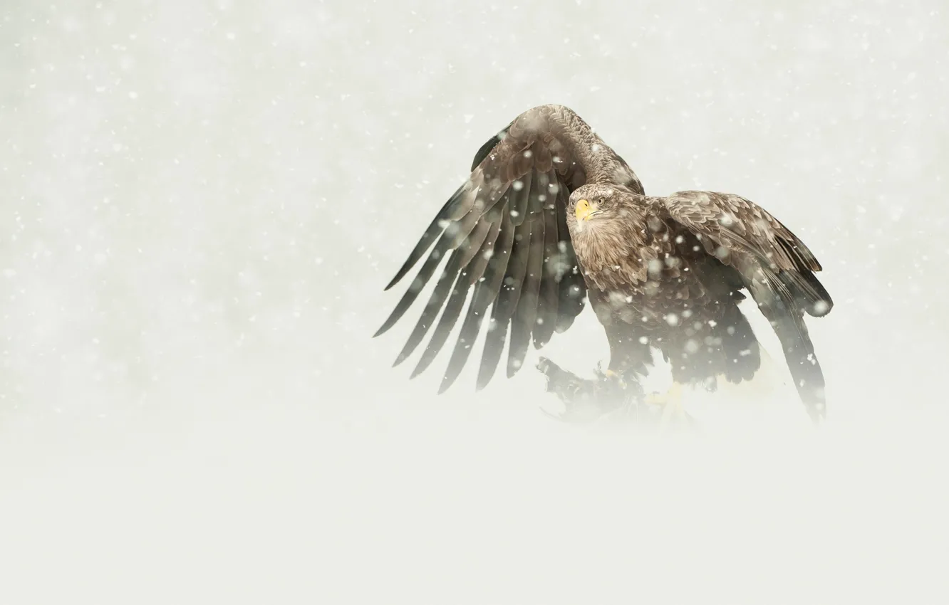 Photo wallpaper bird, eagle, predator, snowfall, mining, white-tailed
