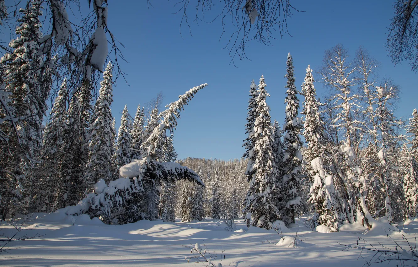 Photo wallpaper winter, forest, snow, trees, ate, Russia, taiga, Siberia
