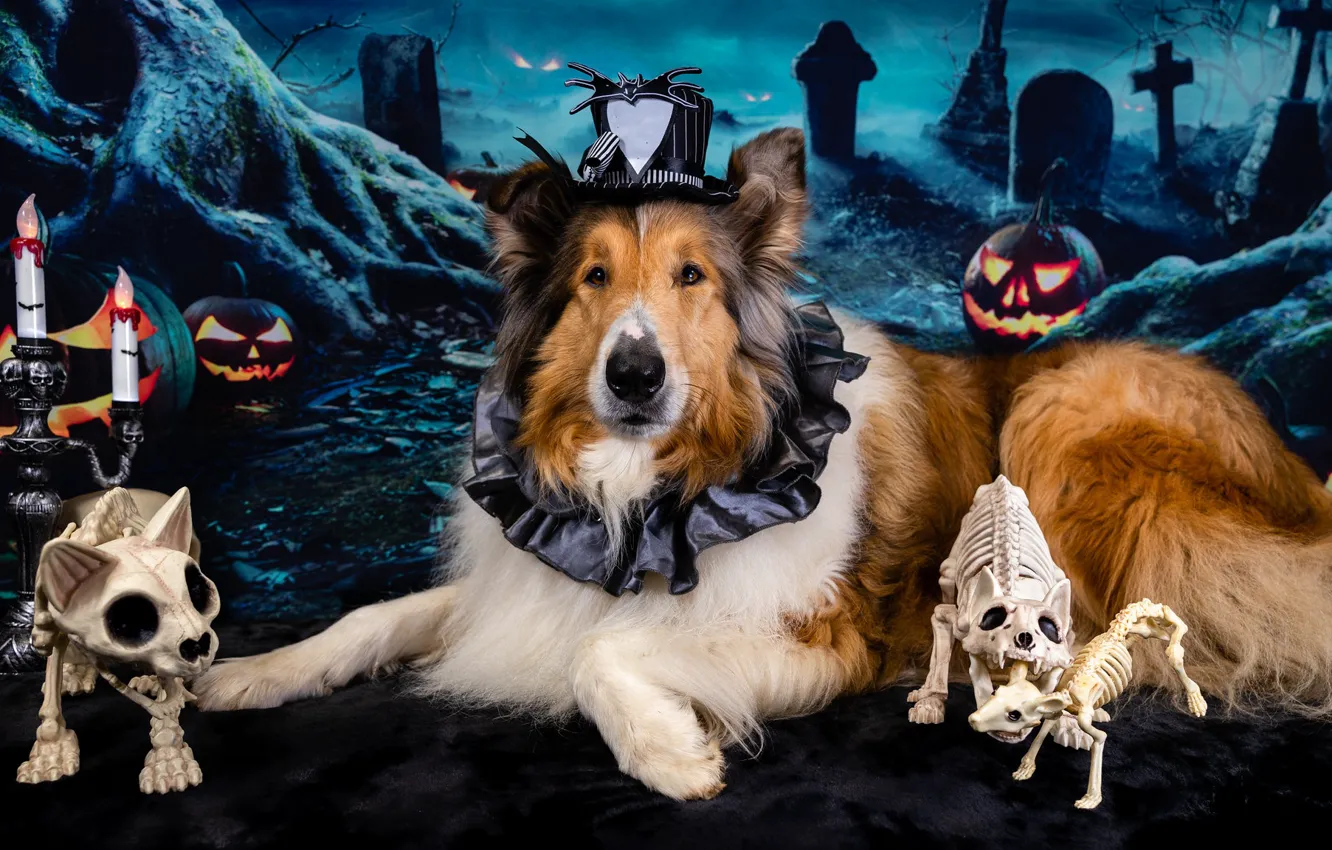 Photo wallpaper look, face, cats, pose, holiday, graves, dog, hat