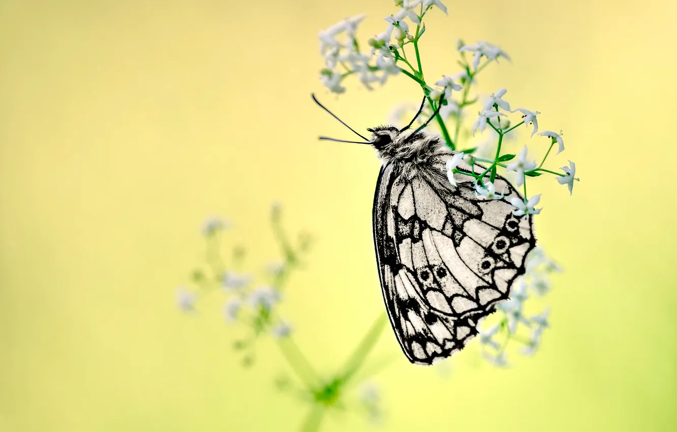 Photo wallpaper Moth, flowers, bokeh, branches, buds, stalks