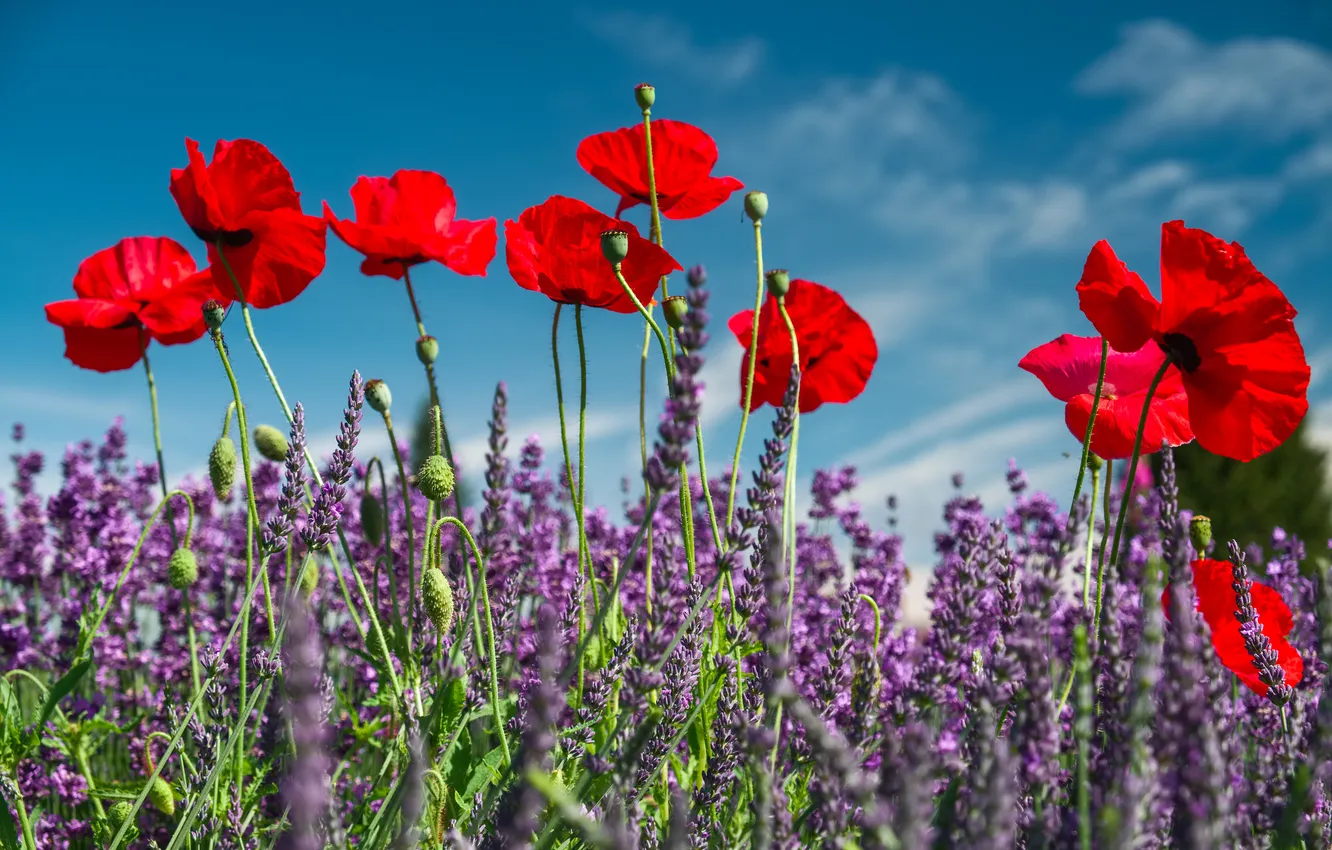 Photo wallpaper the sky, clouds, flowers, Mac, meadow, lavender