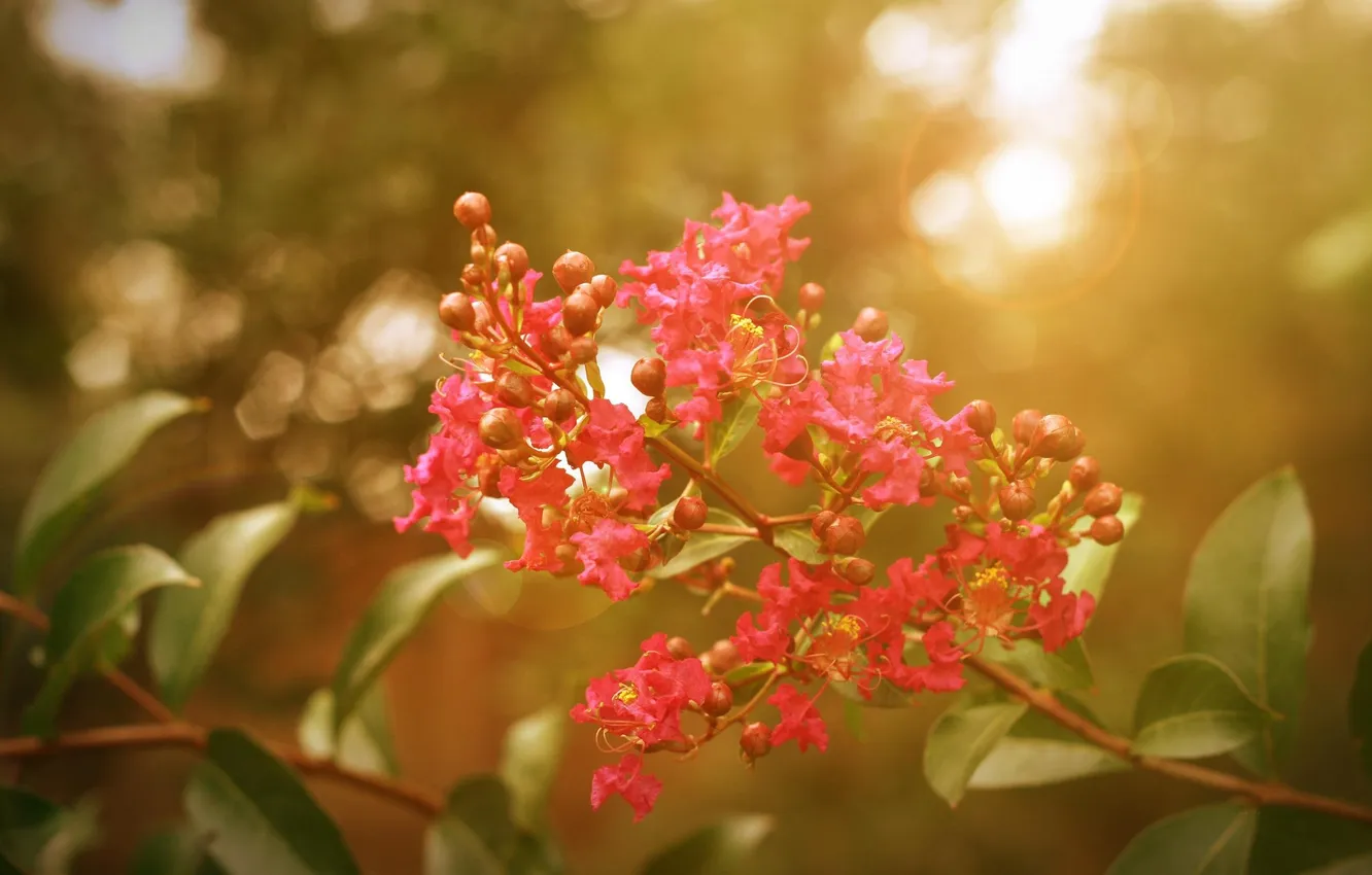 Photo wallpaper leaves, the sun, rays, flowers, branches, nature, Wallpaper, plant