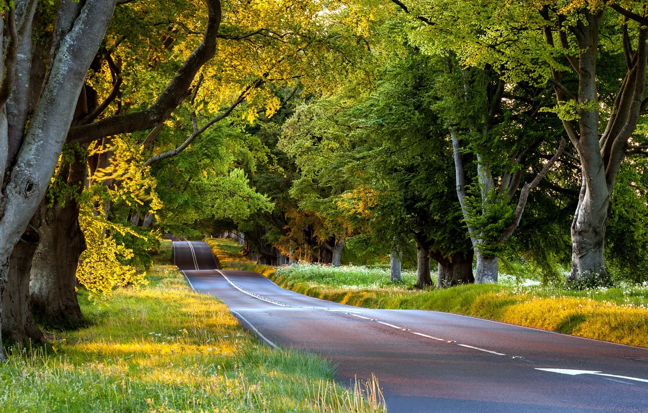 Photo wallpaper road, trees, landscape