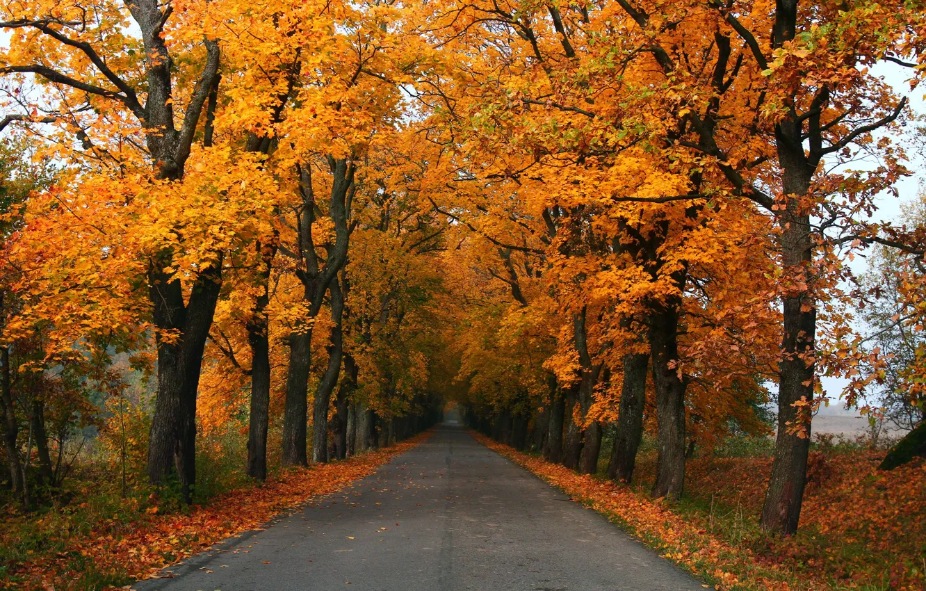 Photo wallpaper road, autumn, landscape