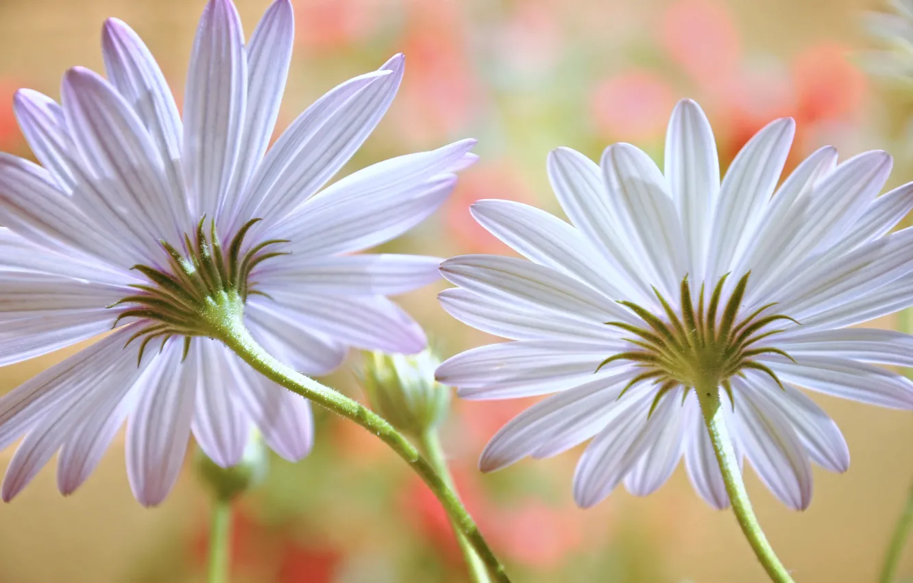 Photo wallpaper macro, nature, petals, gerbera