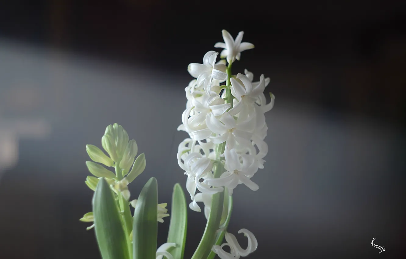 Photo wallpaper white, flower, flowers, hyacinth