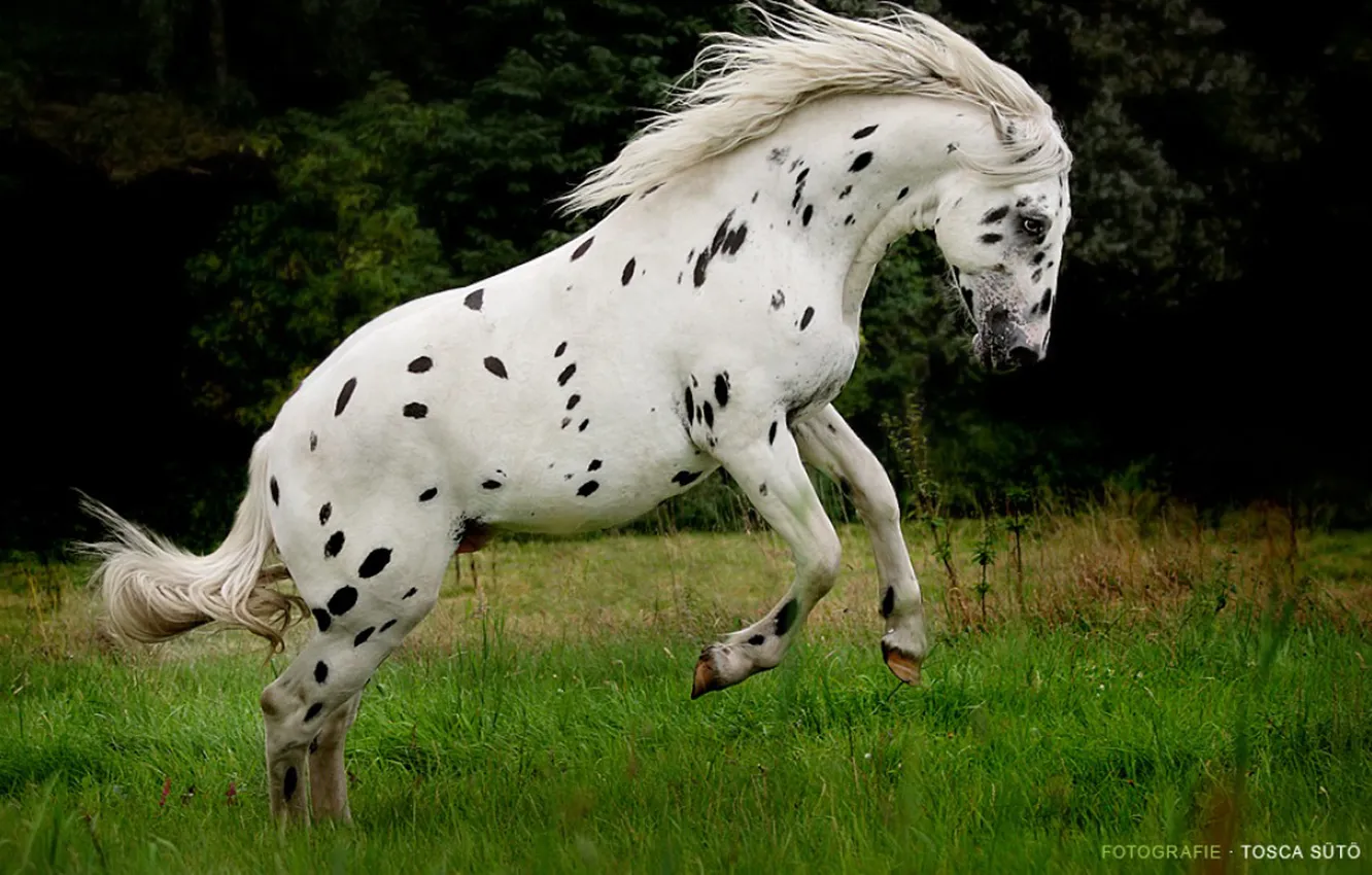 Photo wallpaper animal, horse, green grass, stallion