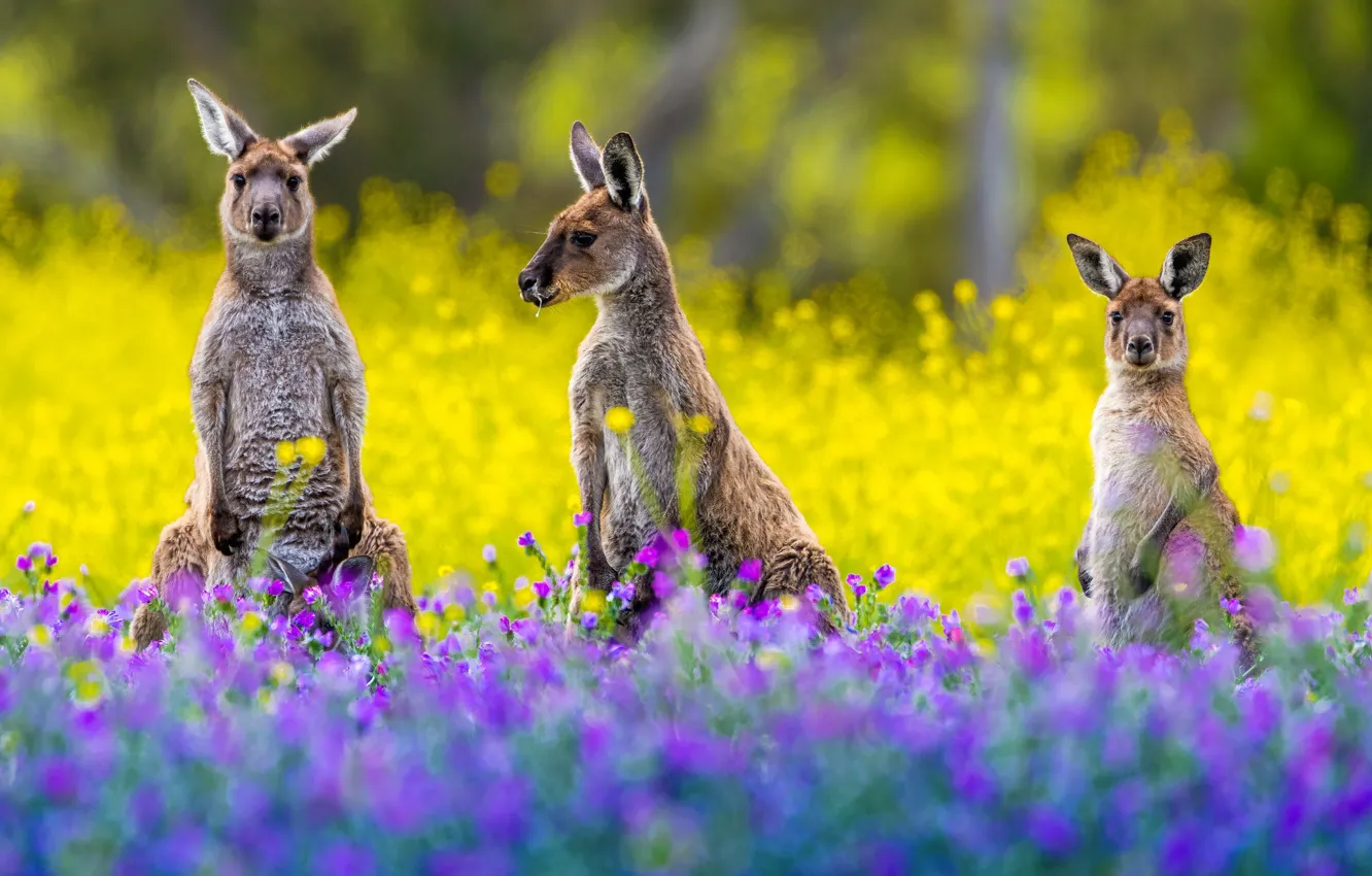 Photo wallpaper flowers, glade, yellow, garden, kangaroo, three, trio, lilac