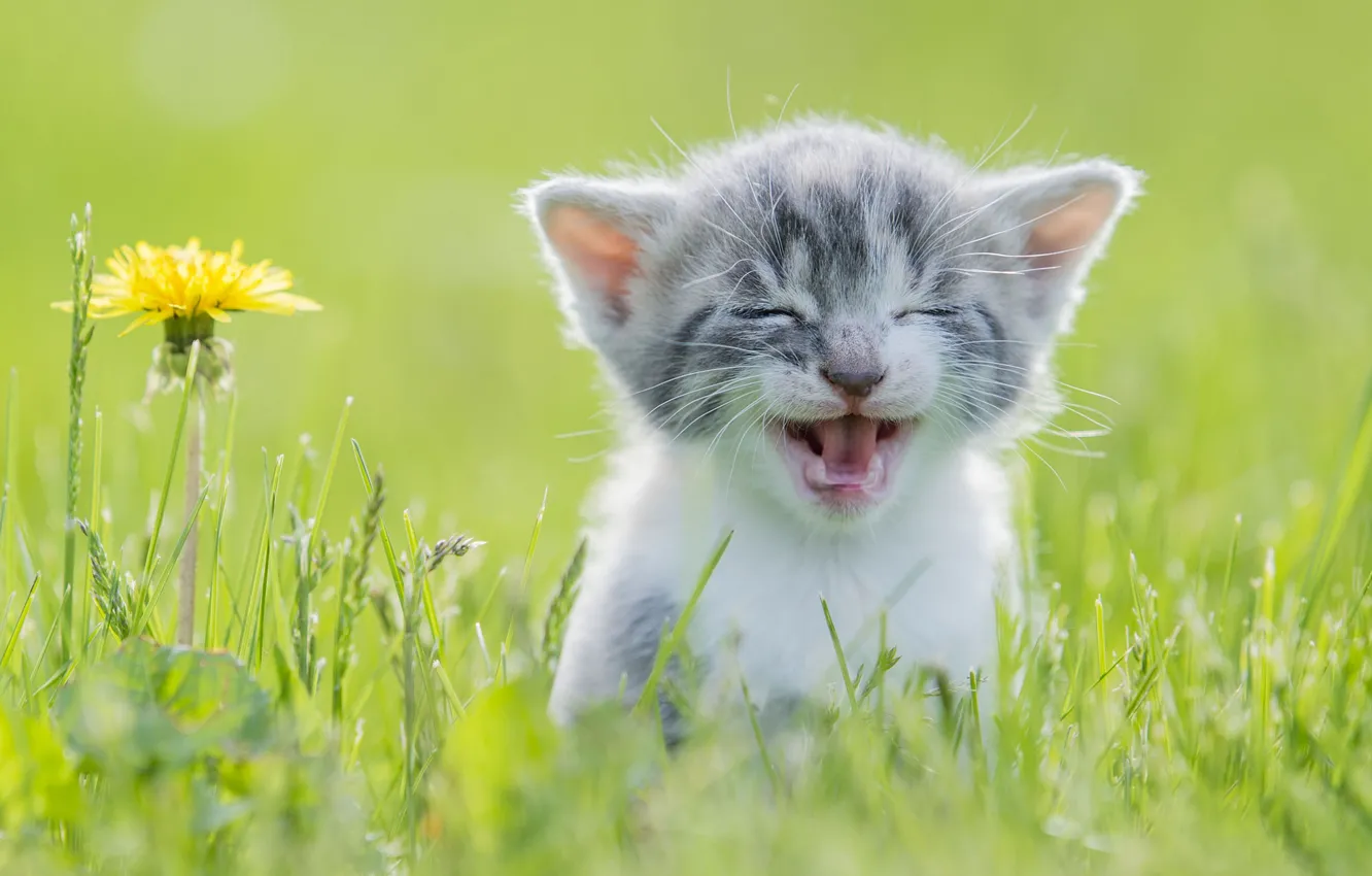 Photo wallpaper cat, flower, grass, kitty, dandelion, face, meows