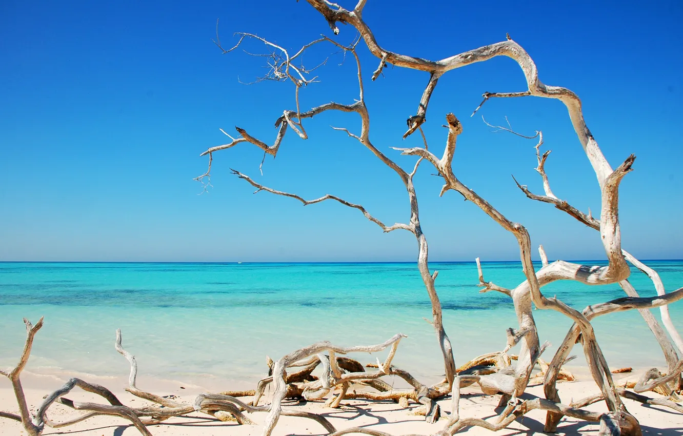 Photo wallpaper sea, trees, the ocean, shore, dry, curves, Sunny, Cuba