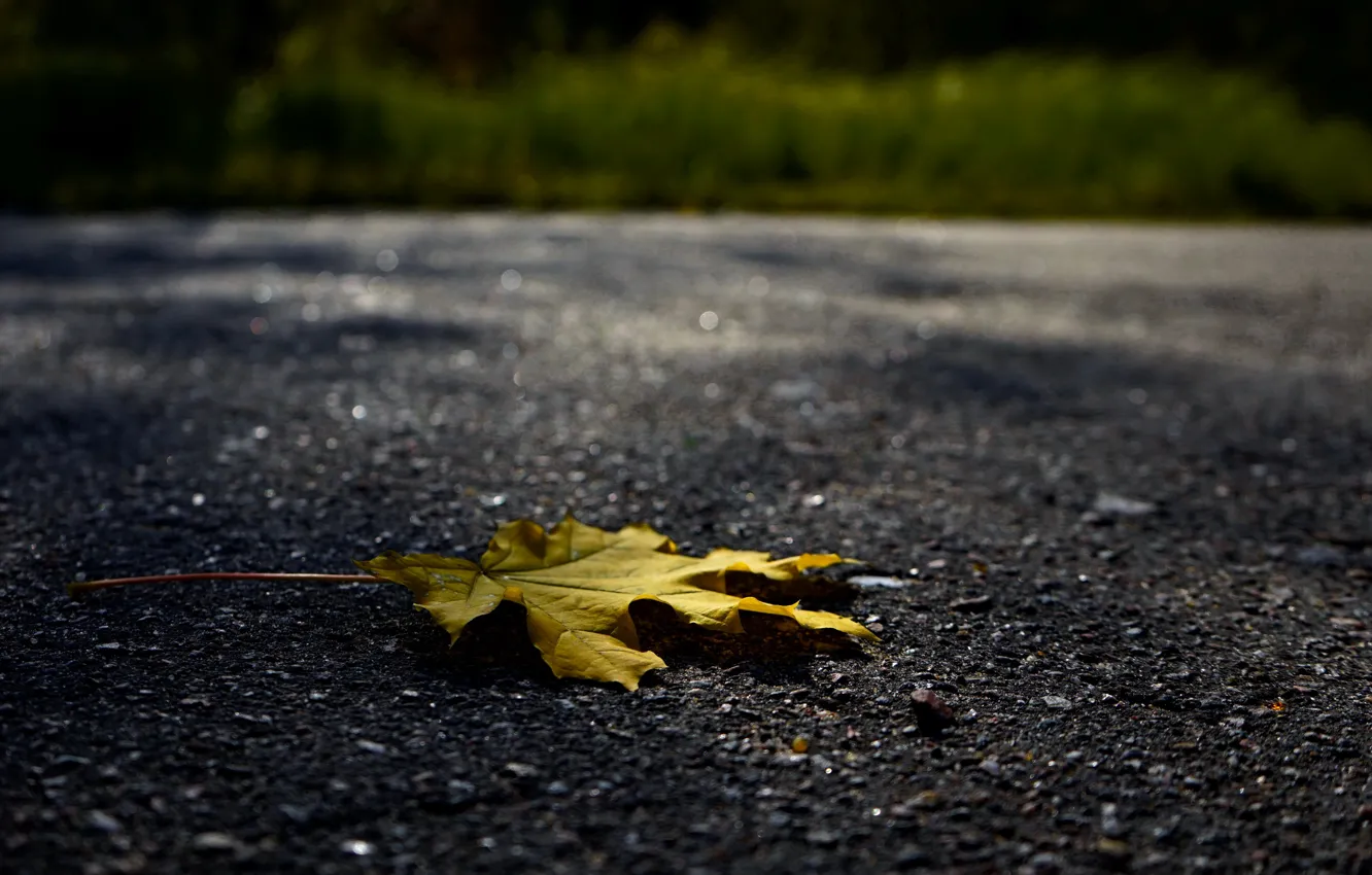 Photo wallpaper autumn, asphalt, sheet, Wallpaper, yellow leaf