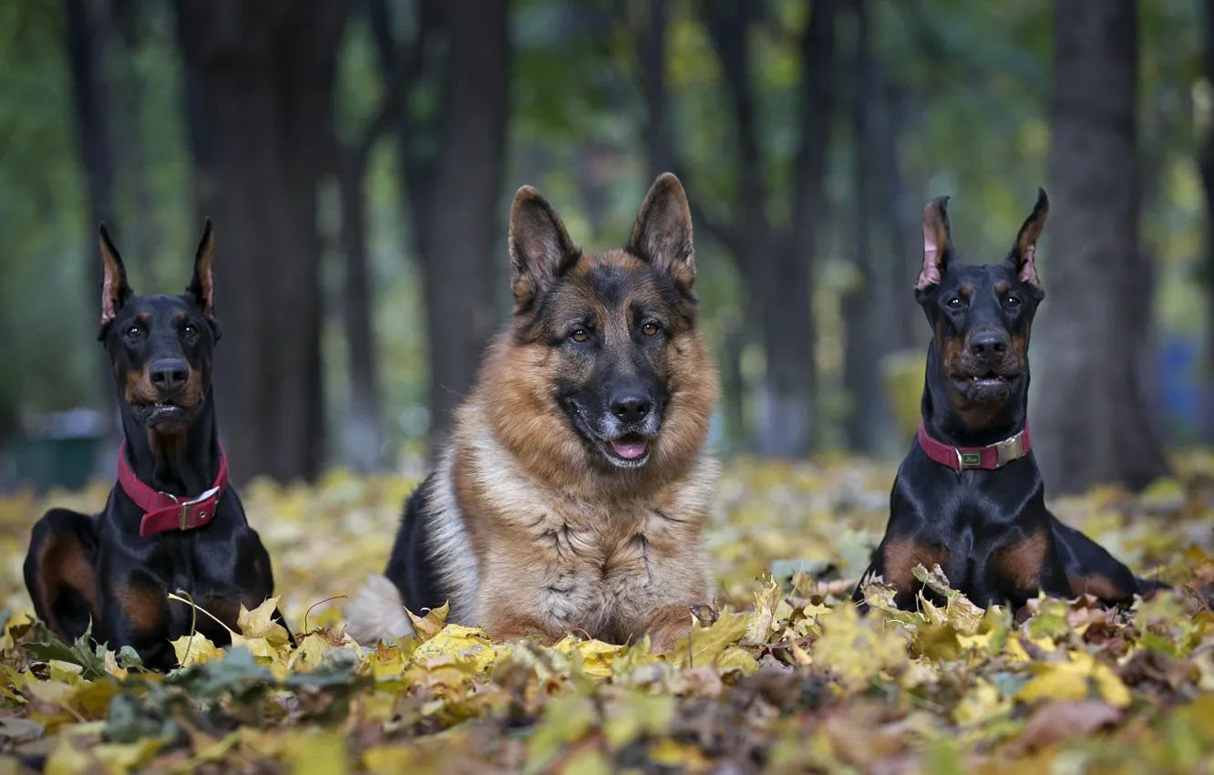 Photo wallpaper trio, Doberman, shepherd