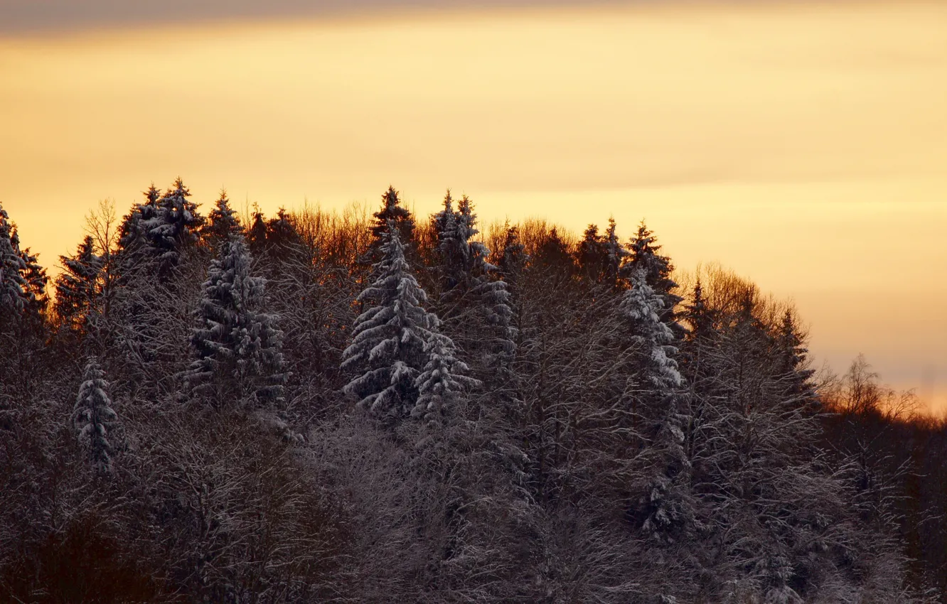 Photo wallpaper winter, forest, trees, landscape, sunset, nature