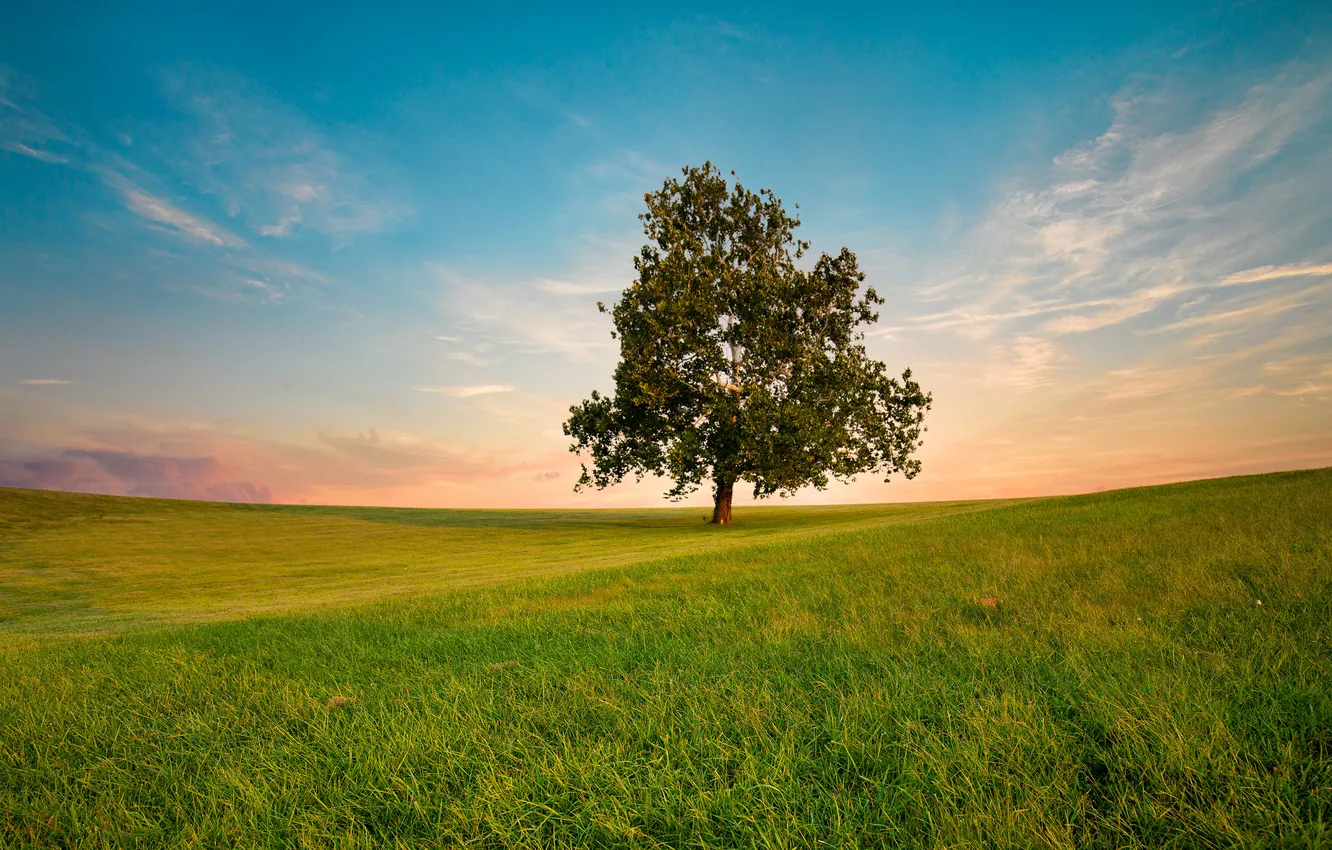 Photo wallpaper greens, field, summer, grass, clouds, trees, blue