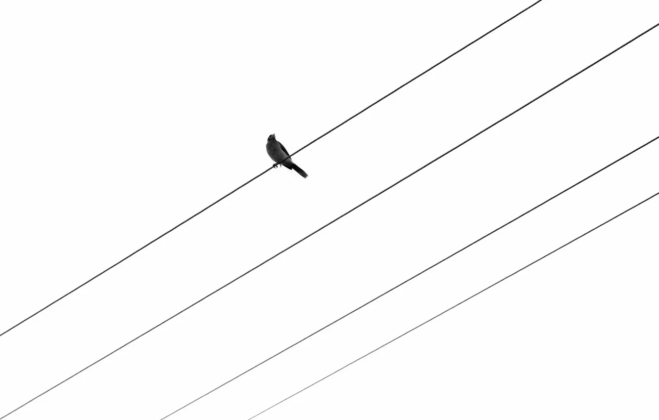 Photo wallpaper background, bird, wire
