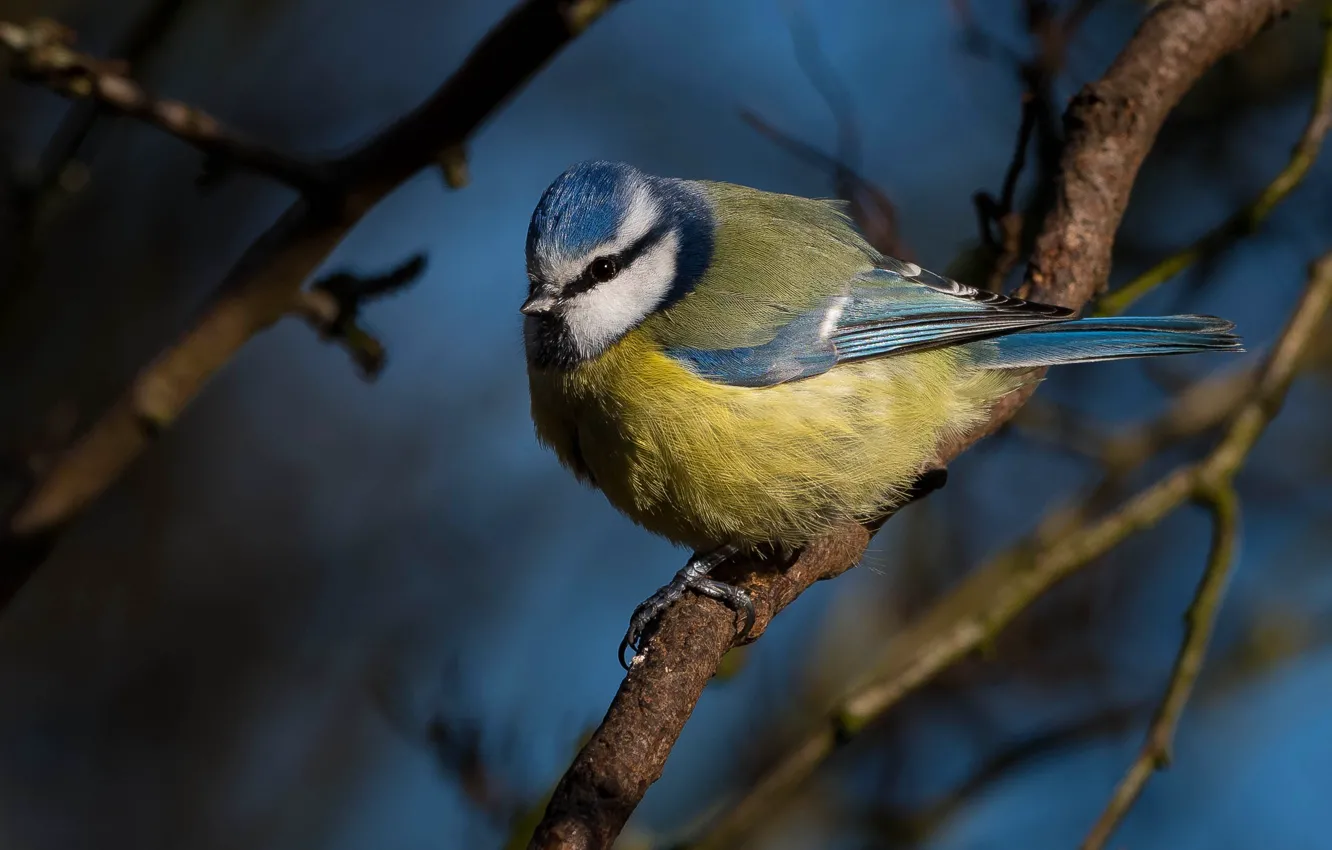 Photo wallpaper branches, blue, background, bird, bird, titmouse, tit