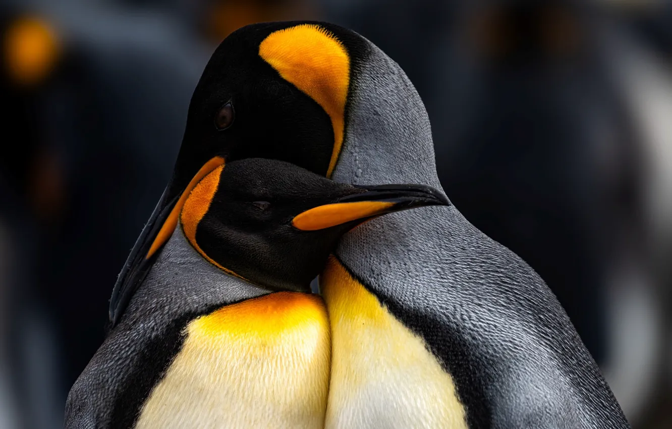 Photo wallpaper pose, bird, portrait, penguins, a couple, penguin, mother, pingivn