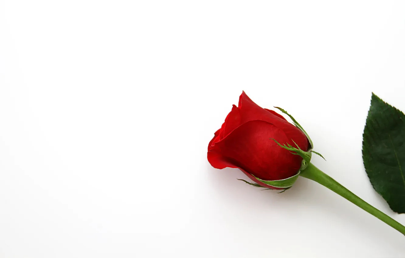 Photo wallpaper Wallpaper, roses, petals, buds