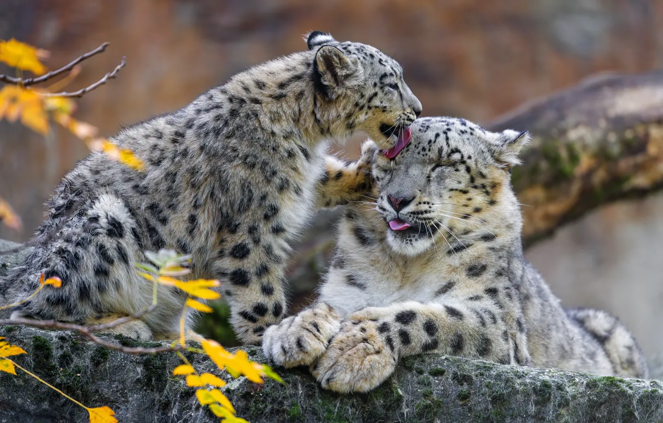 Photo wallpaper cub, mom, snow leopards