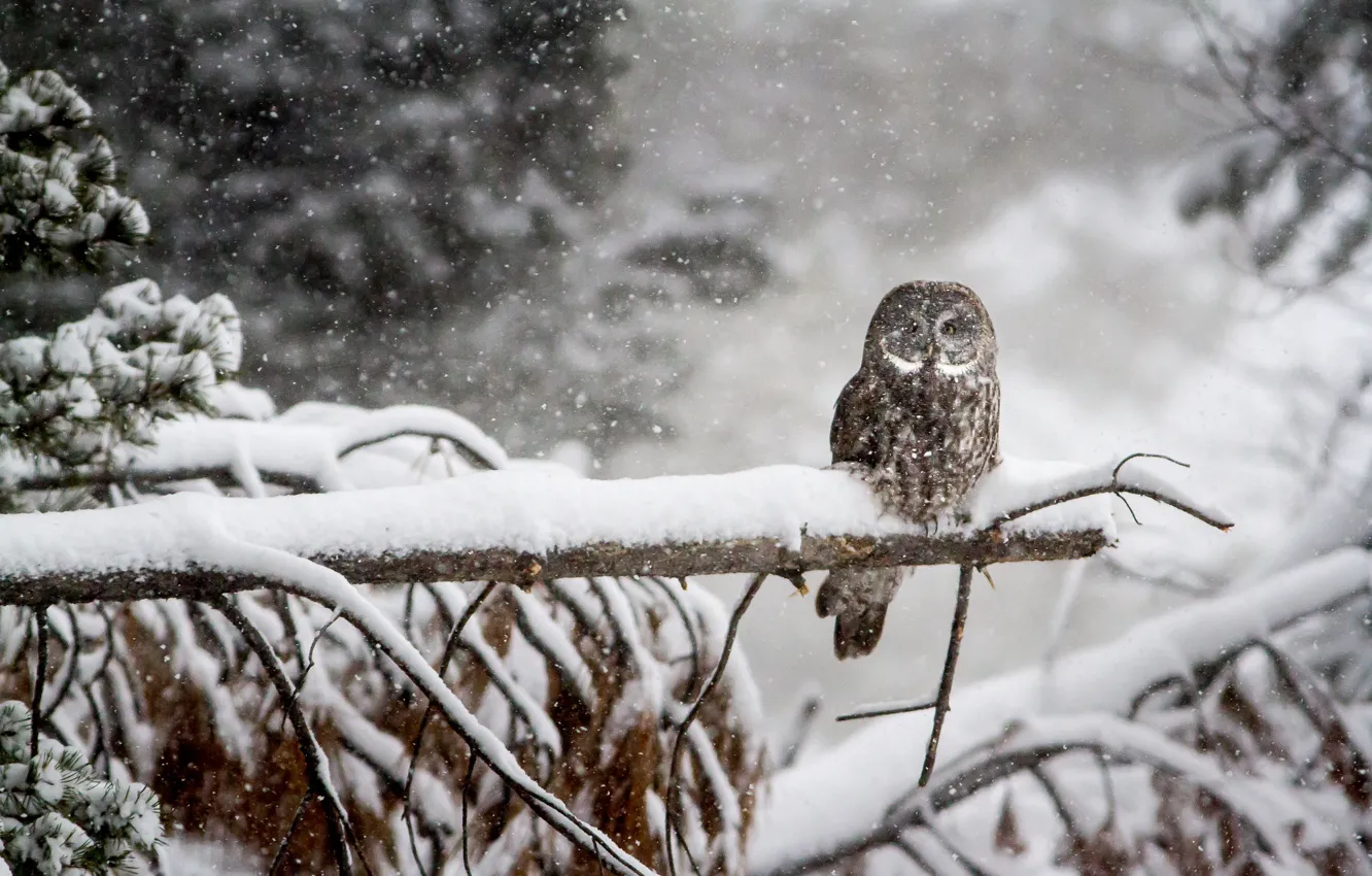Photo wallpaper winter, forest, snow, owl, bird