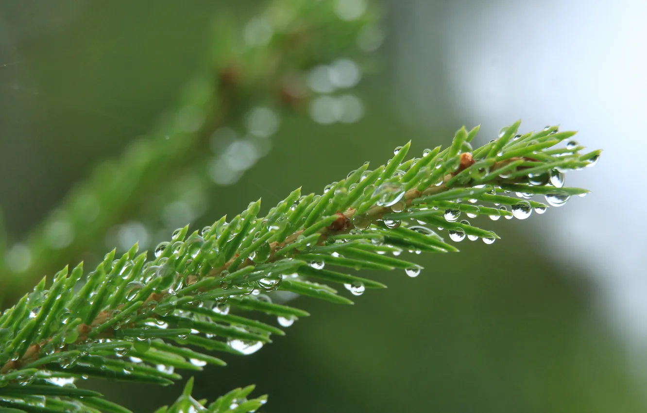 Photo wallpaper water, macro, drops, spruce, twig