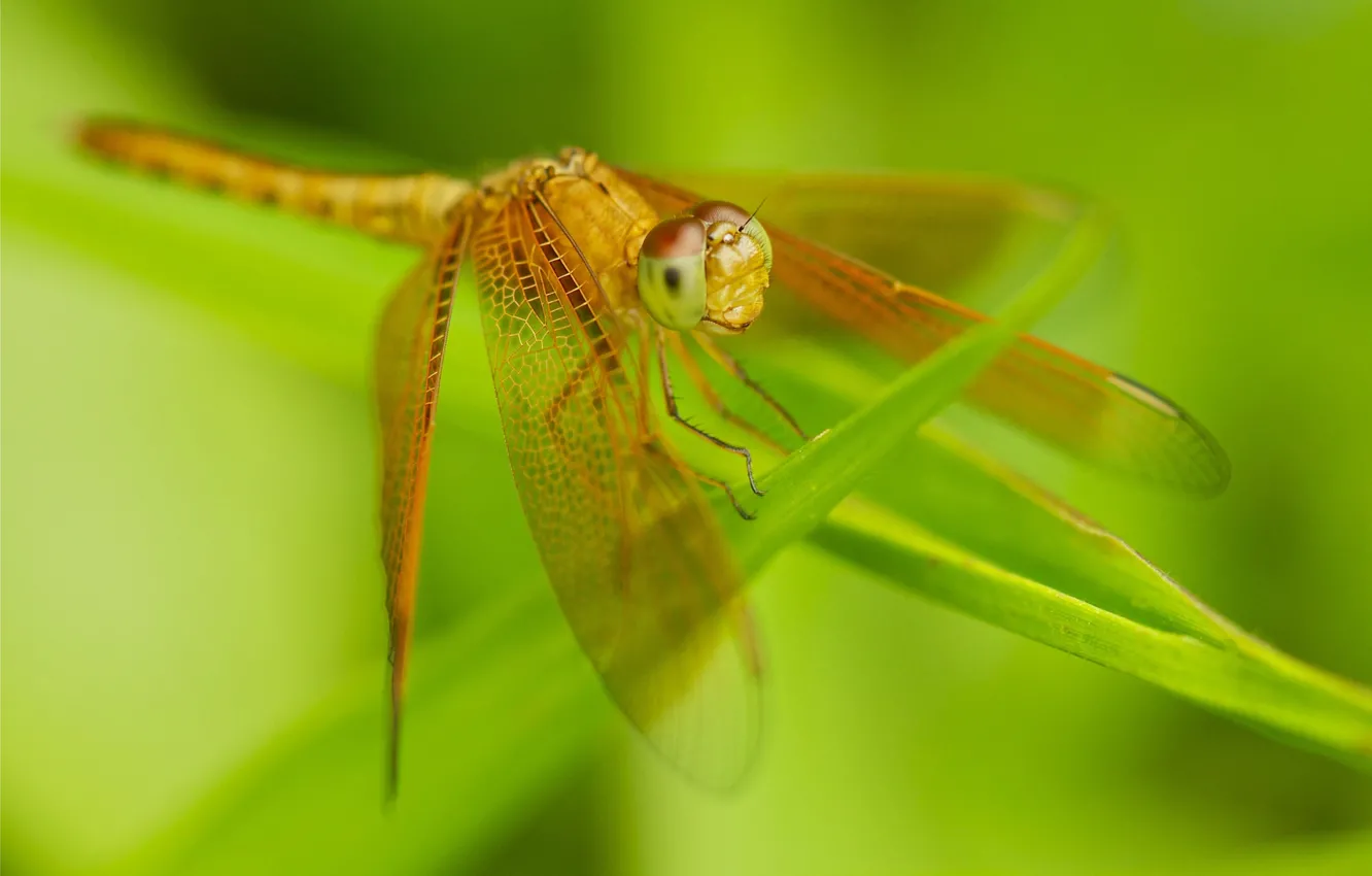 Photo wallpaper grass, nature, wings, dragonfly, insect