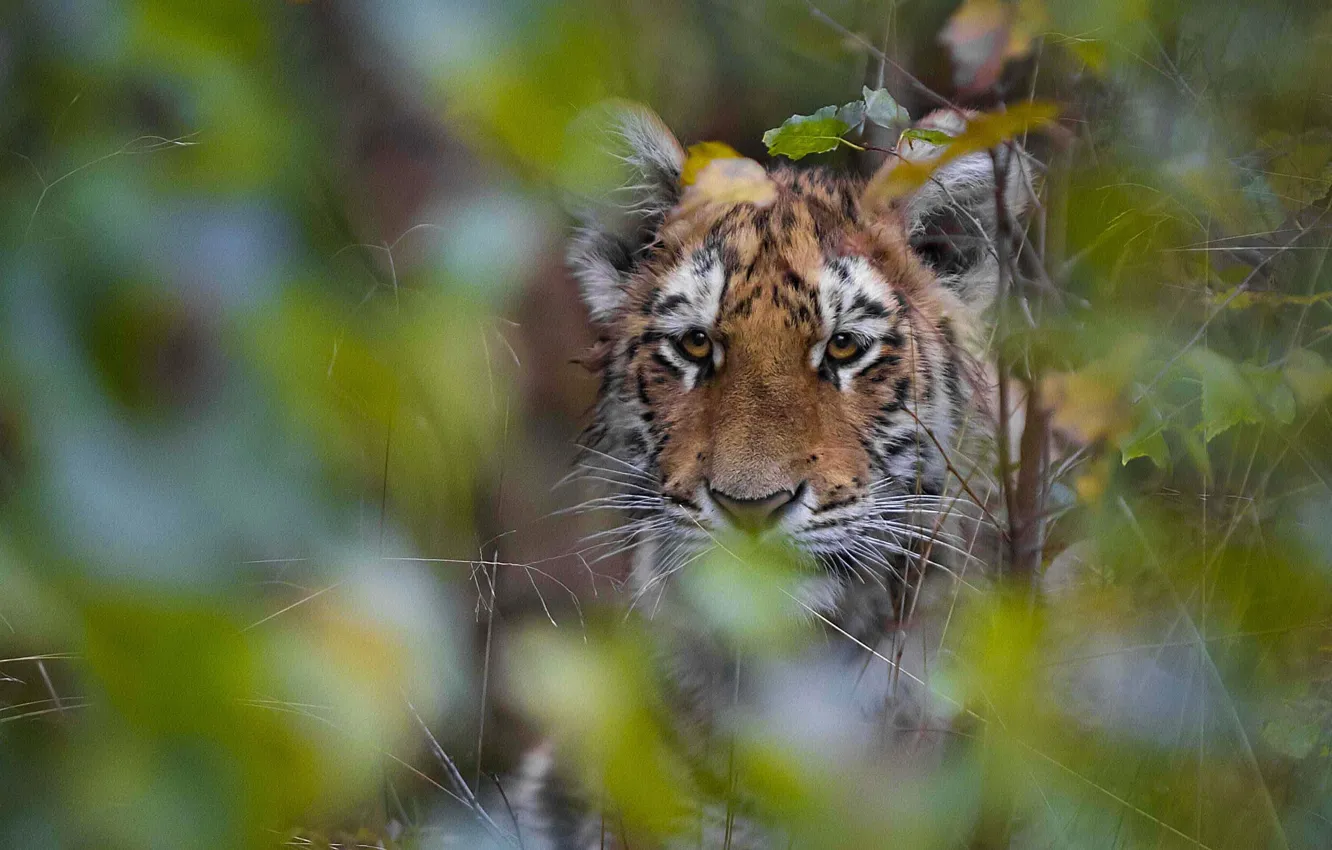 Photo wallpaper tiger, face, tiger