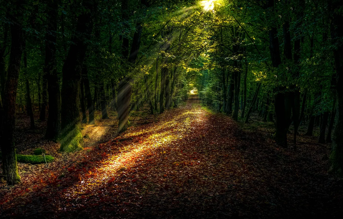 Photo wallpaper greens, leaves, branch, vegetation, trail, the sun's rays, fallen leaves, in the woods